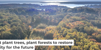 A long-running experiment is testing tree mixes to develop the healthiest forests. Mickey Pullen/Smithsonian Environmental Research Center